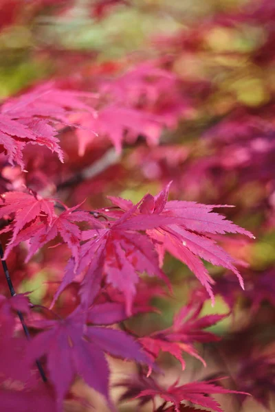 Bunte Und Helle Hintergrund Aus Gefallenen Herbstblättern — Stockfoto