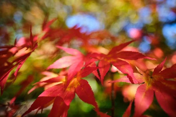 Осенний Природный Фон Дизайн Баннер Шаблон — стоковое фото