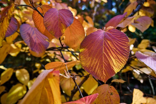 Осенний Природный Фон Дизайн Баннер Шаблон — стоковое фото