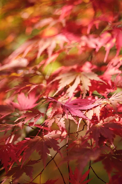 Fondo Colorido Brillante Hecho Hojas Otoño Caídas Fotos De Stock Sin Royalties Gratis