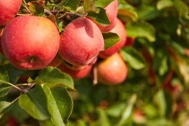 Elma bahçesi güzel manzara sonbahar güneşli