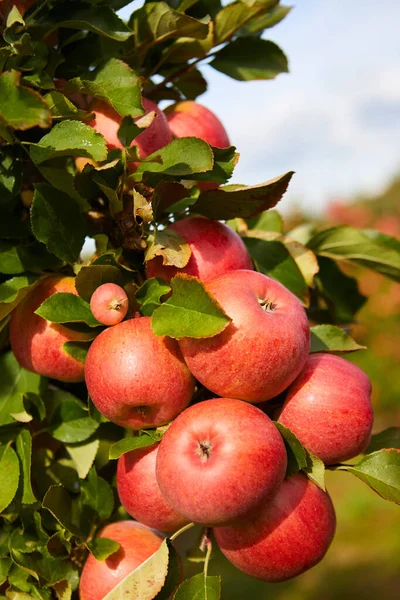 Prachtig Uitzicht Appelboomgaard Zonnige Herfstdag — Stockfoto