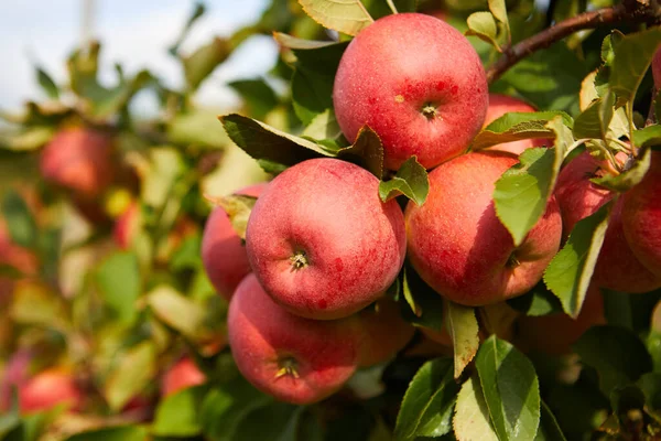晴れた秋の日にリンゴの果樹園の美しい景色 — ストック写真