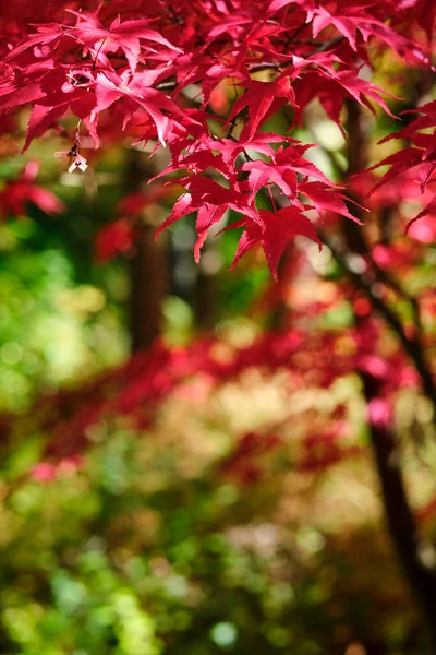 Цветные Осенние Листья Размытом Фоне Копипространством Shallow Dof — стоковое фото