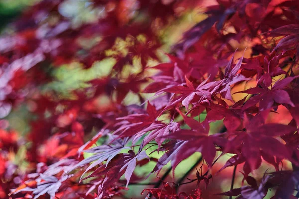 Colorful Fall Autumn Leaves Blurred Background Copyspace Shallow Dof — Stock Photo, Image