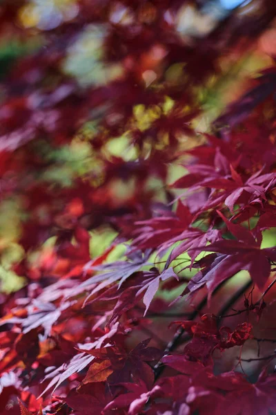 Bunte Herbstblätter Auf Verschwommenem Hintergrund Mit Copyspace Flacher Dof — Stockfoto