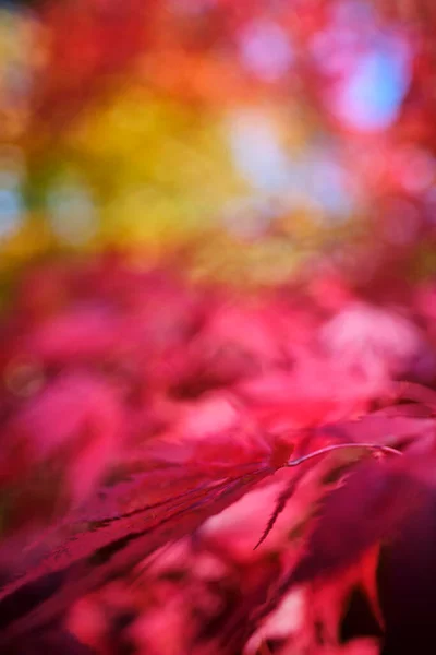 Upadku Kolorowych Liści Jesienią Tło Zamazane Pole Lato Płytkie Dof — Zdjęcie stockowe