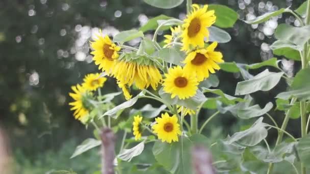 Sunflowers swaying in the wind — Stock Video