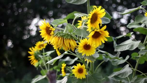 Sunflowers swaying in the wind — Stock Video