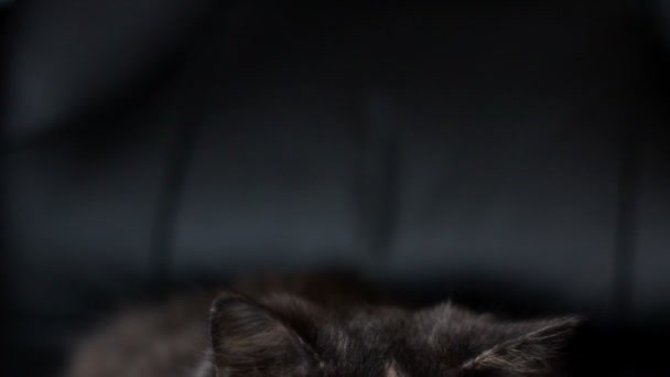 Chat dans une chaise 