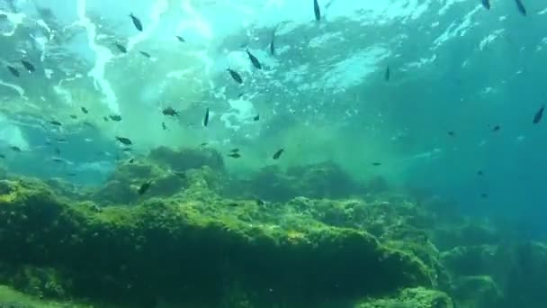 Дайвинг под водой — стоковое видео