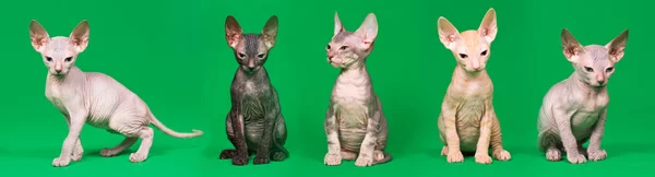 Don sphynx yavru kedi — Stok fotoğraf