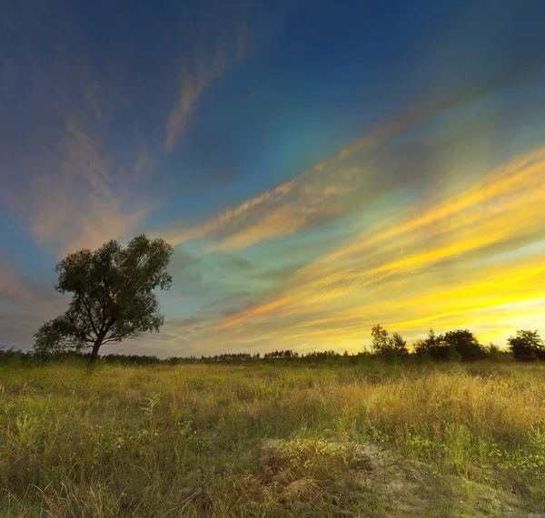 Sunset on meadow — Stock Photo, Image