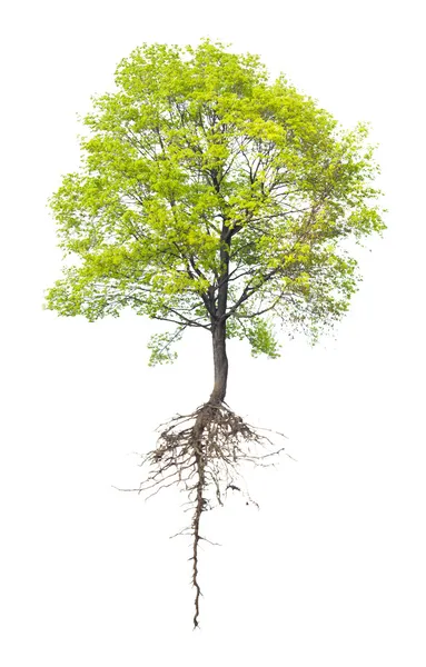 Дерево з коренем — стокове фото