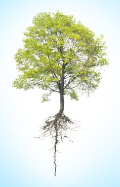 ağaç kök ile