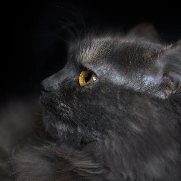 Portrait of a cat in profile — Stock Photo, Image