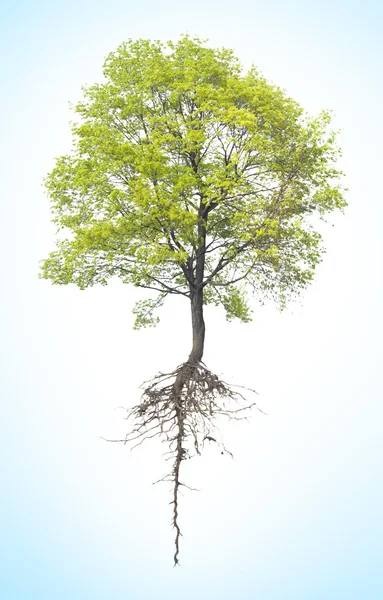 Albero con una radice — Foto Stock