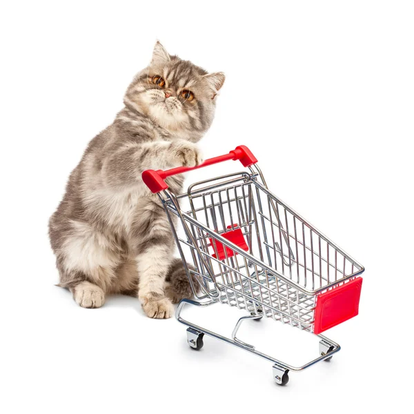 Katt med en vagn — Stockfoto