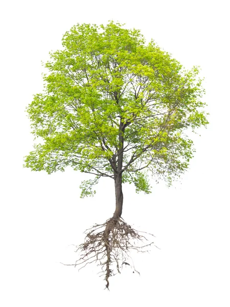 Дерево с корнем — стоковое фото