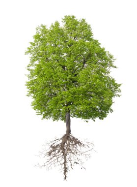 Tree with a root clipart