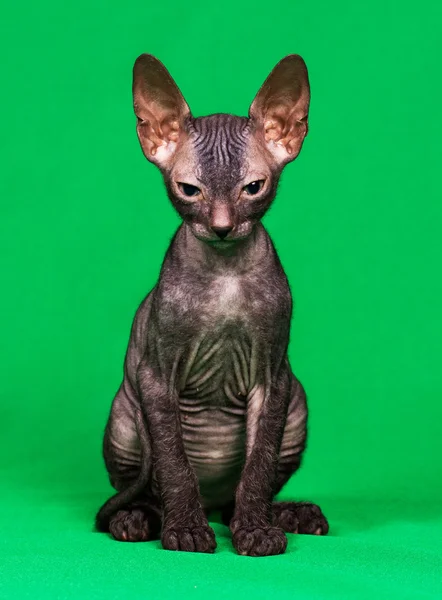 Don sphynx kitten — Stock Photo, Image