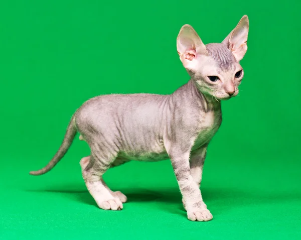 Gatito Don sphynx — Foto de Stock