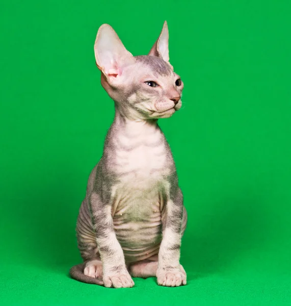 Don Sphynx gatinho — Fotografia de Stock