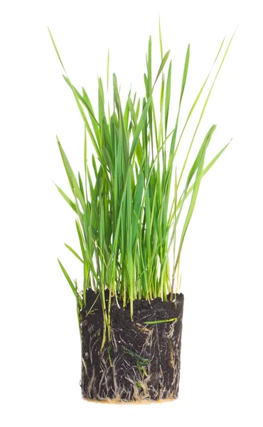 Groen gras — Stockfoto