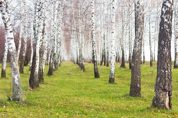 Birchwood — Stok fotoğraf