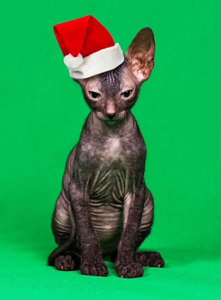 Gatinho de chapéu de Natal — Fotografia de Stock