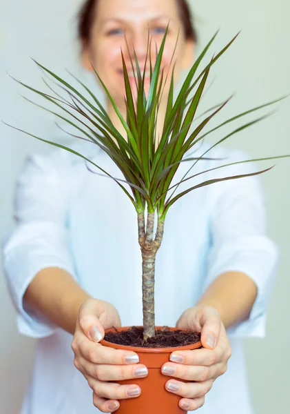 Sorrindo menina trabalhador de escritório segurando uma planta em vaso — Fotografia de Stock