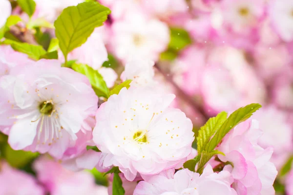 Kirsebær træ blide lyserøde blomster - Stock-foto