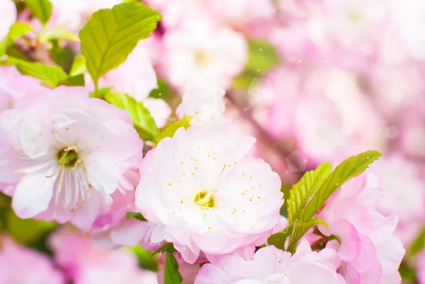 Kiraz ağacı yumuşak pembe çiçekler — Stok fotoğraf