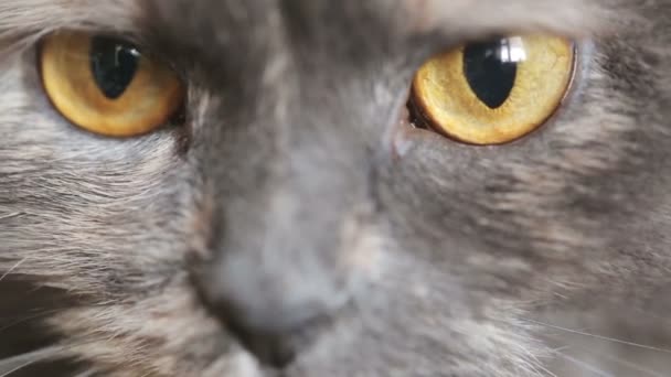 Gatos ojos primer plano — Vídeo de stock