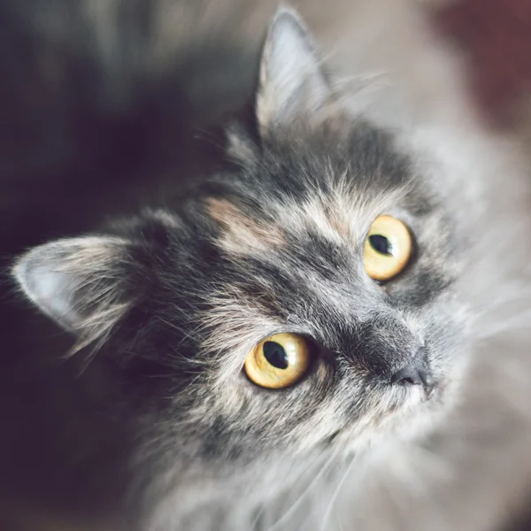 Kat portret — Stockfoto