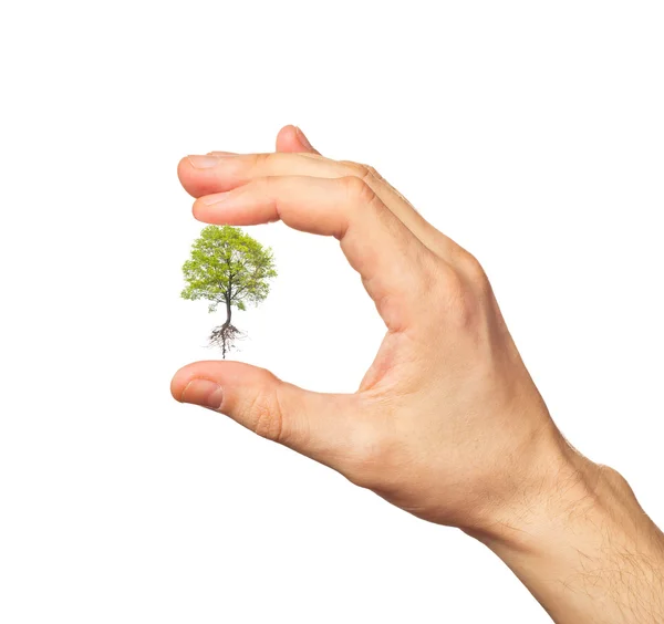 Зеленое дерево в руке на белом — стоковое фото
