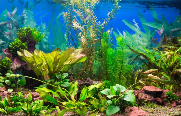 Interieur aquarium — Stockfoto