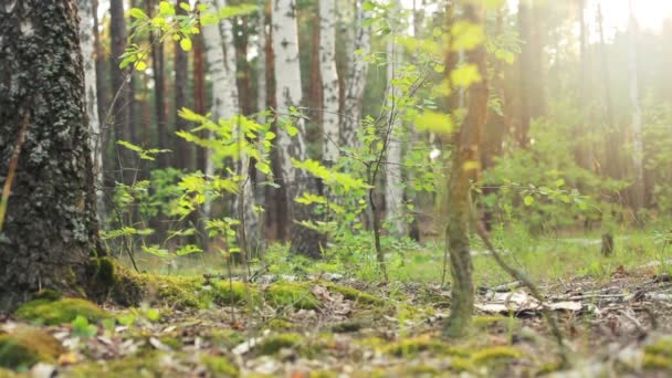 Floresta de verão — Vídeo de Stock