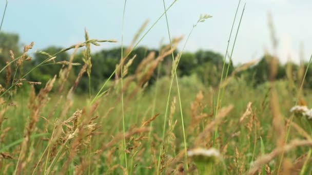 Növények a nyári réten — Stock videók