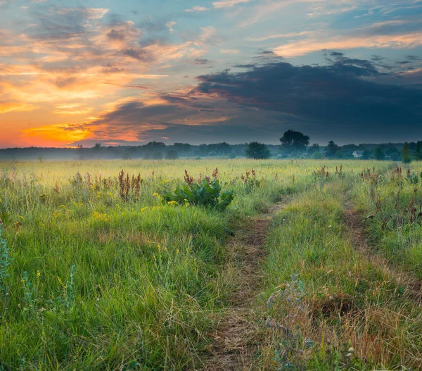 Meadow at sunset — Stock Photo, Image