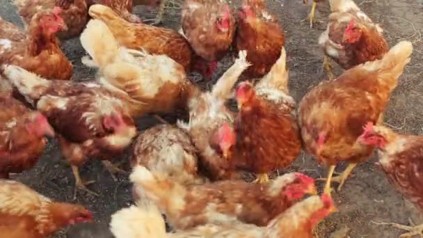 Ομάδα του κοτόπουλου που τρέφονται με αυλή αγρόκτημα — Αρχείο Βίντεο