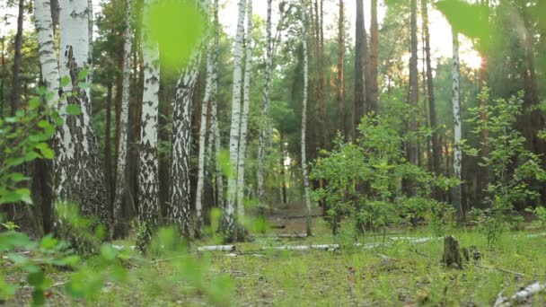 Floresta de verão — Vídeo de Stock