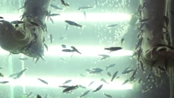 Tıbbi balıklar pealling bacaklar — Stok video