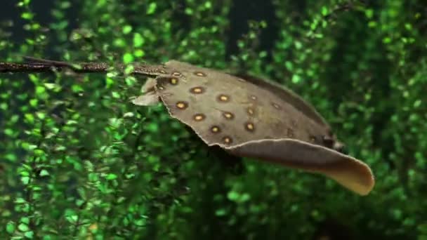 Stingray onderwater zwemmen — Stockvideo