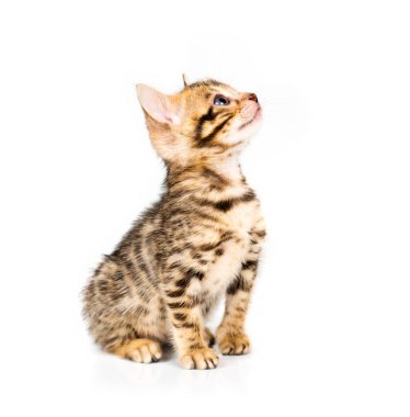 Bengal yavru kedi beyaz zemin üzerine
