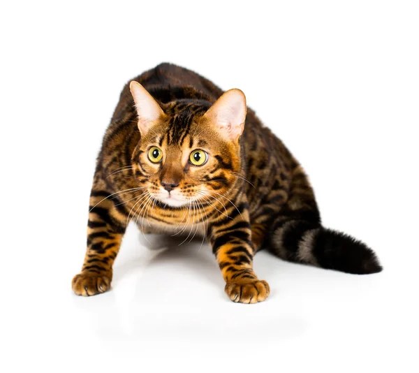 Bengal katt på vit bakgrund — Stockfoto