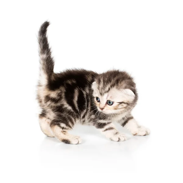 Scottish fold kattunge på vit — Stockfoto