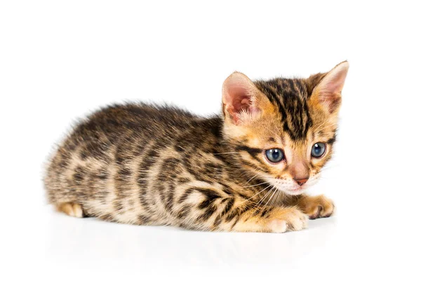 Gatito de Bengala sobre fondo blanco — Foto de Stock