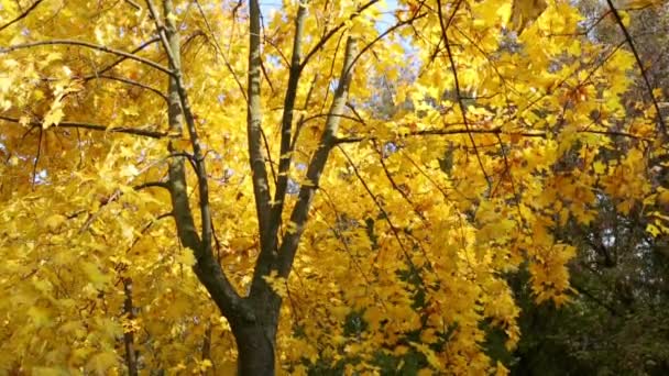 Arbre d'automne — Video