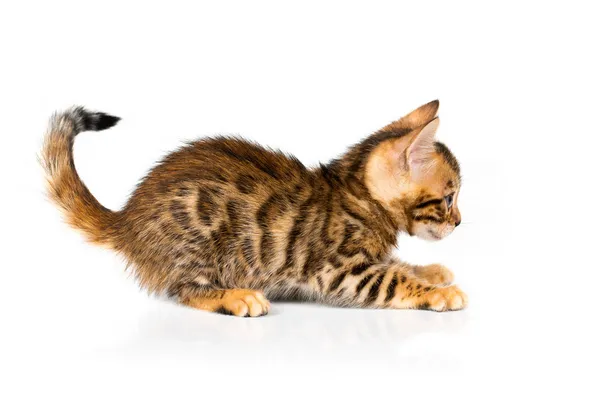 Bengal kitten with reflection on white — Stock Photo, Image